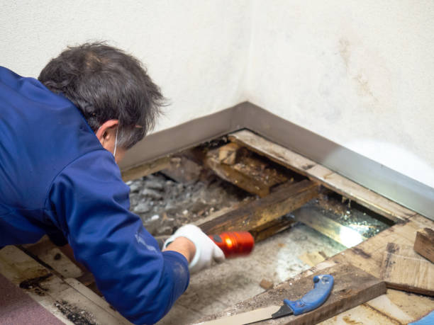 Best Residential Mold Removal  in Mission, OR