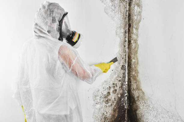 Office Mold Removal Services in Mission, OR