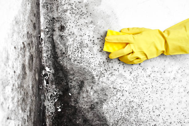 Best Best Mold Removal Companies  in Mission, OR