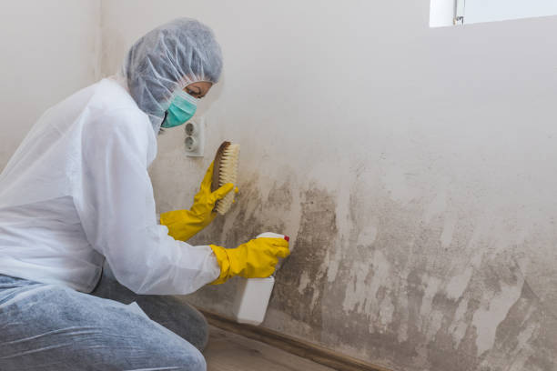 Best Home Mold Removal  in Mission, OR