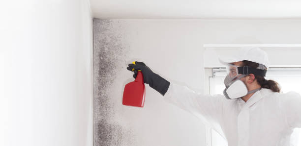 Attic Mold Removal in Mission, OR