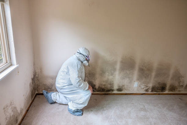 Best Black Mold Removal  in Mission, OR