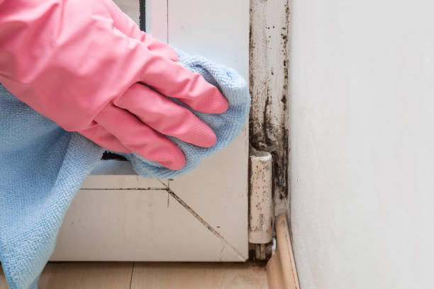 Mission, OR Mold Removal Company