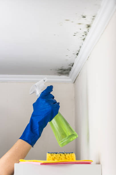 Best Professional Mold Removal  in Mission, OR