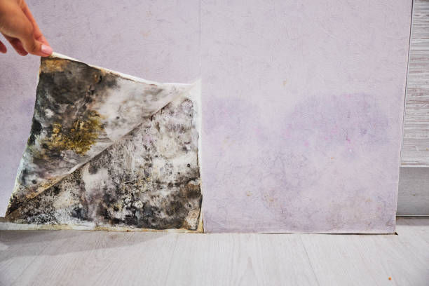 Best Fast Mold Removal  in Mission, OR